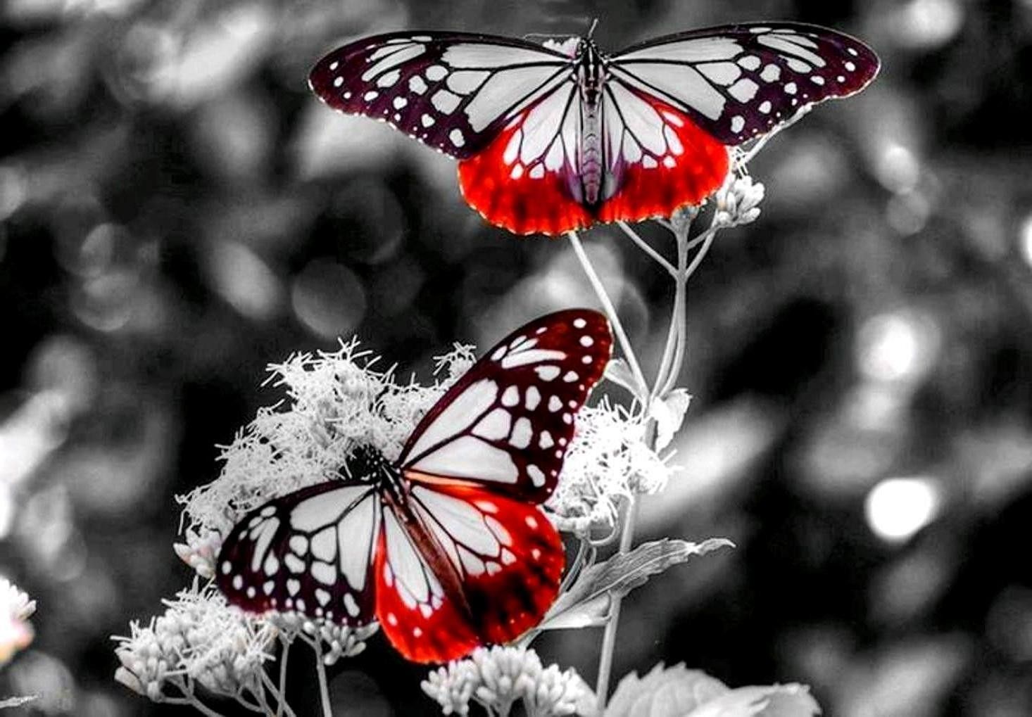 Red Butterfly Hd Wallpapers