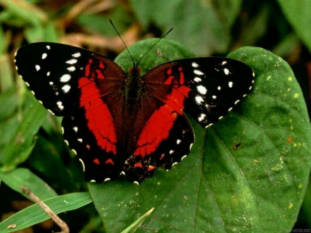 Red Butterfly Hd Wallpapers