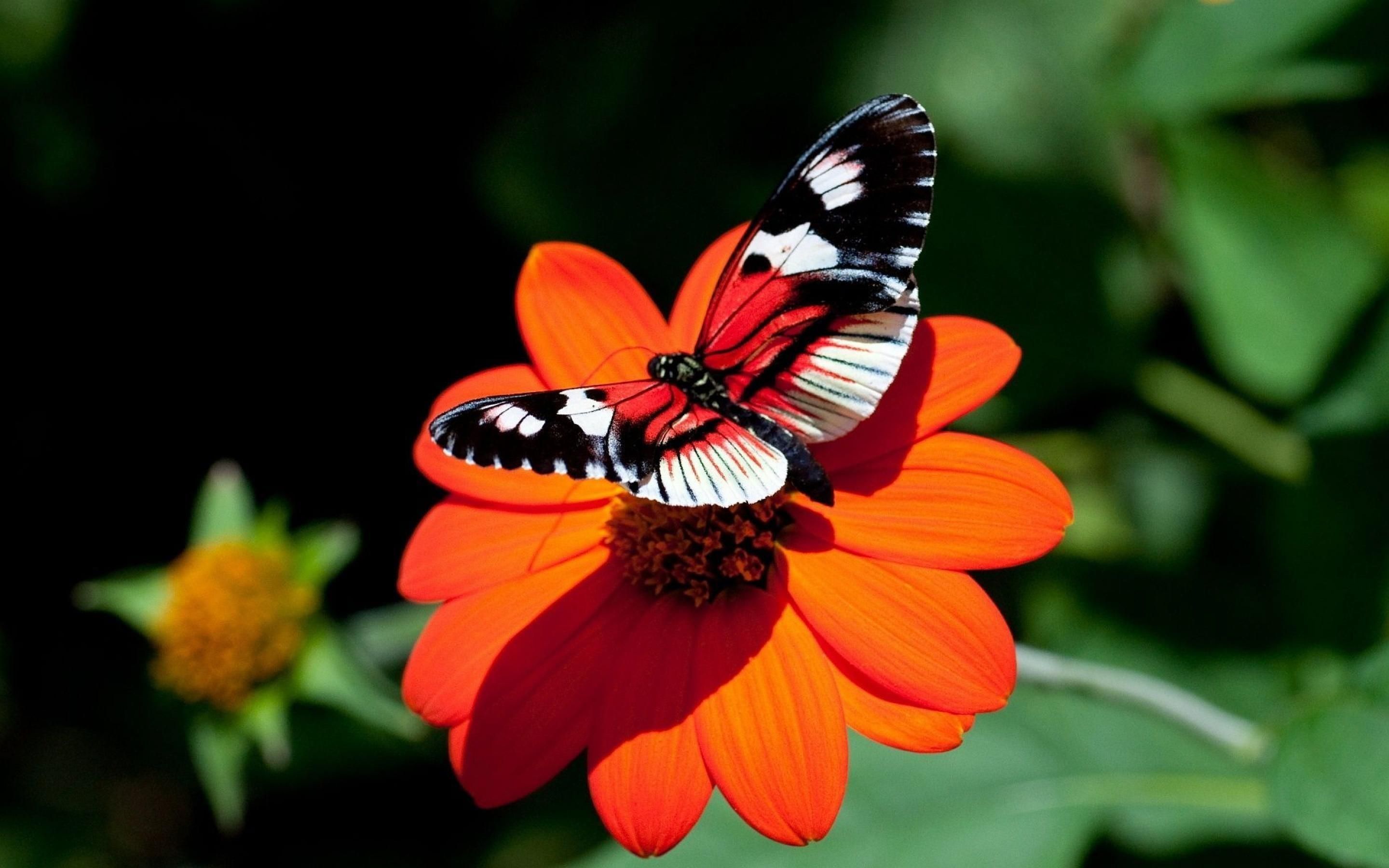 Red Butterfly Hd Wallpapers