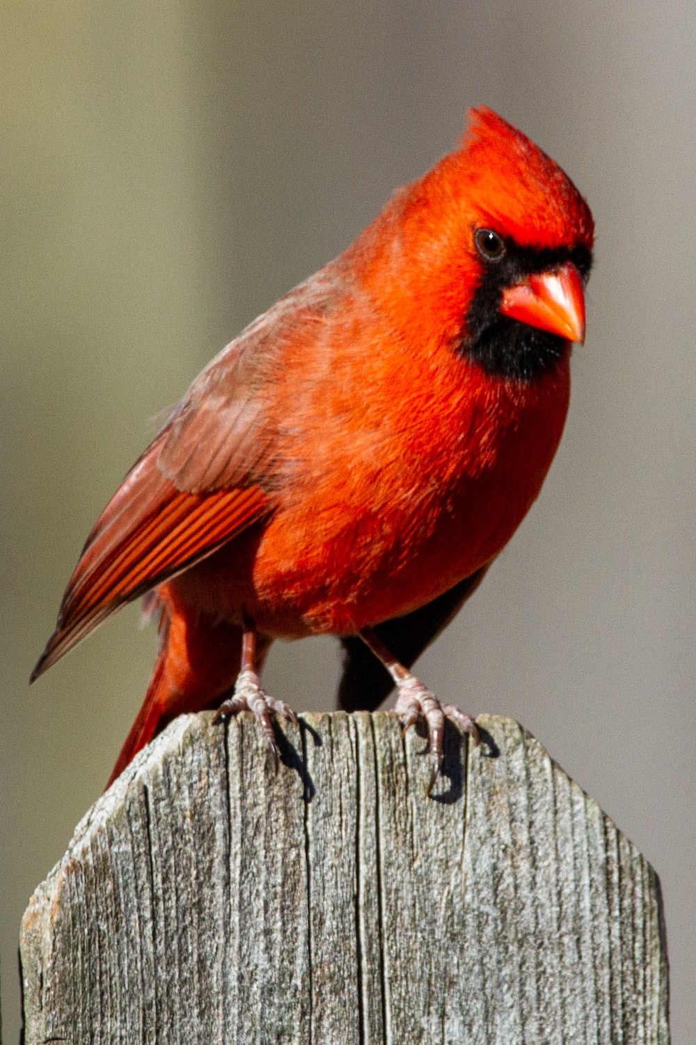 Red Cardinal Wallpapers