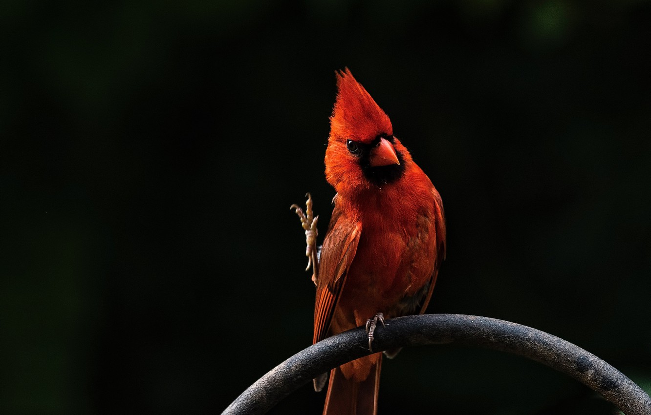 Red Cardinal Wallpapers