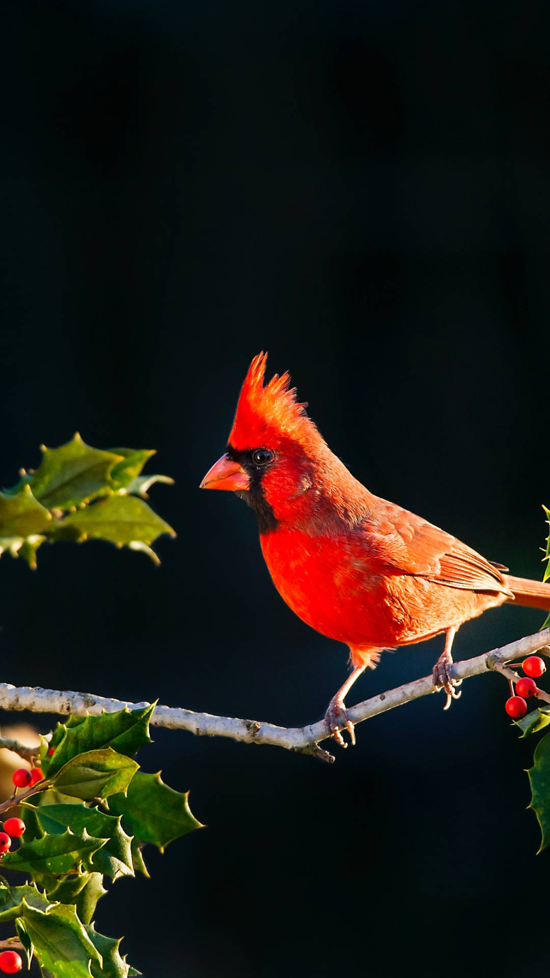 Red Cardinal Wallpapers