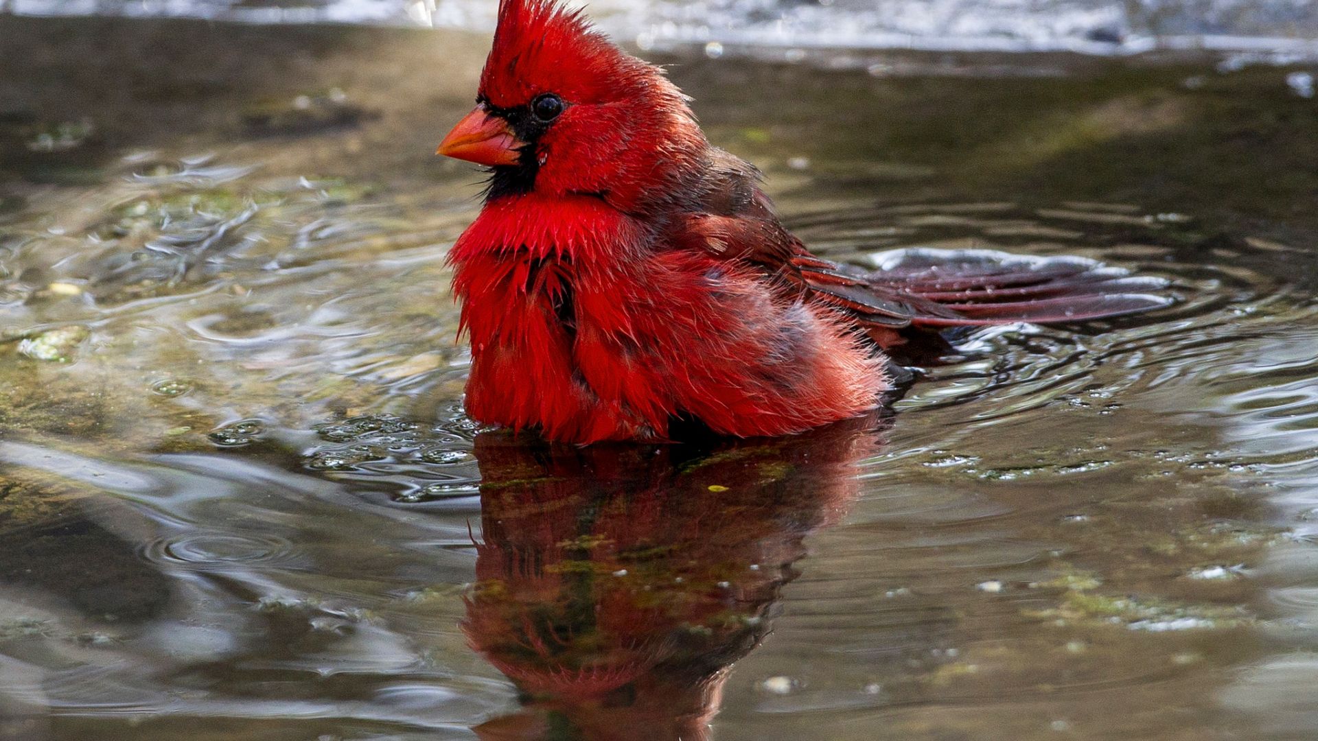 Red Cardinal Wallpapers