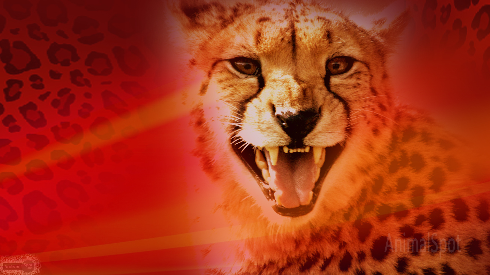 Red Cheetah Wallpapers