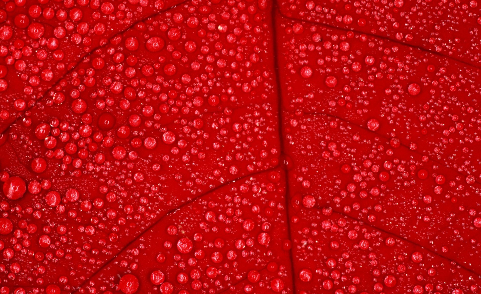 Red Color Wallpapers