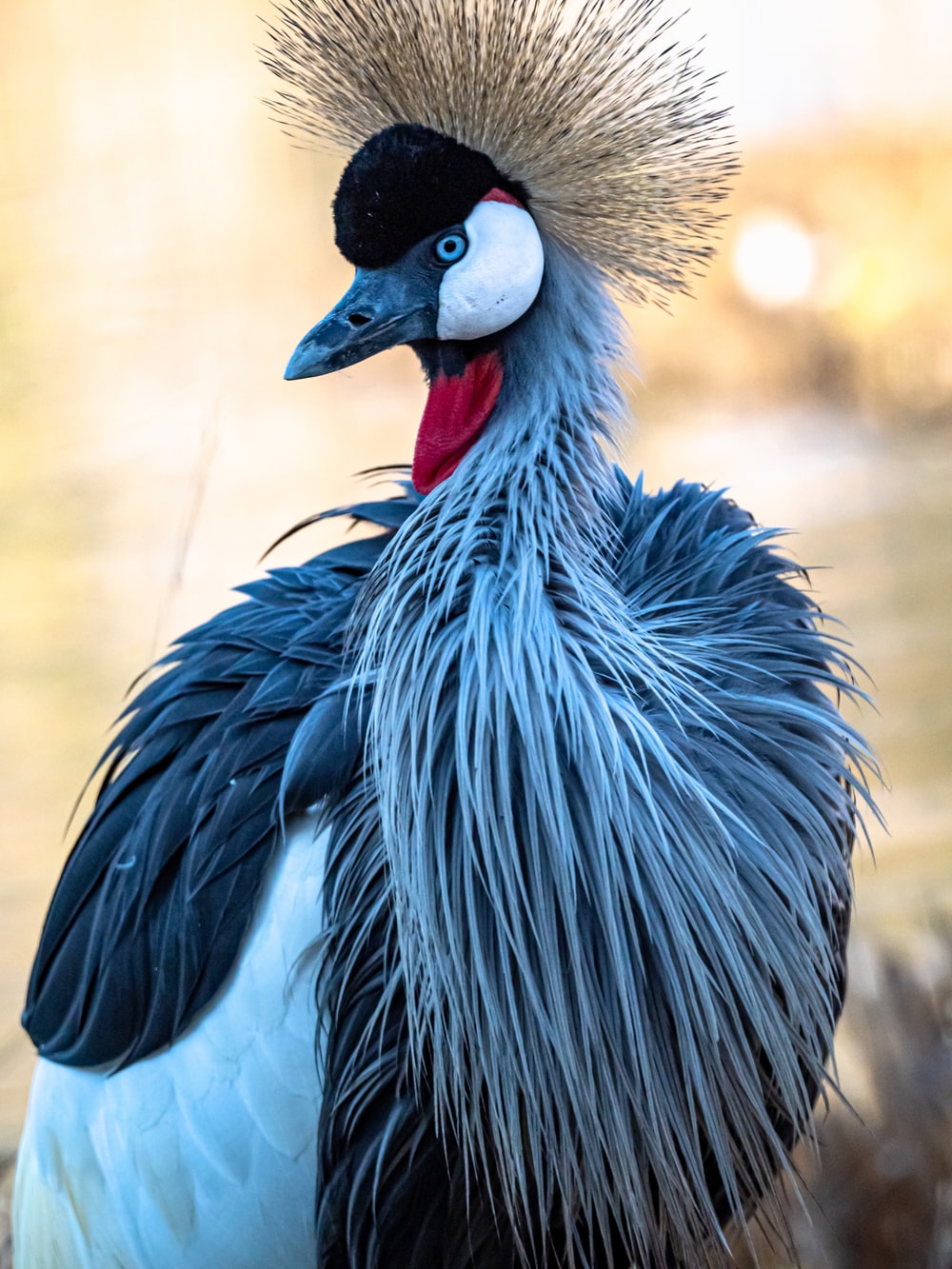 Red-Crowned Crane Wallpapers