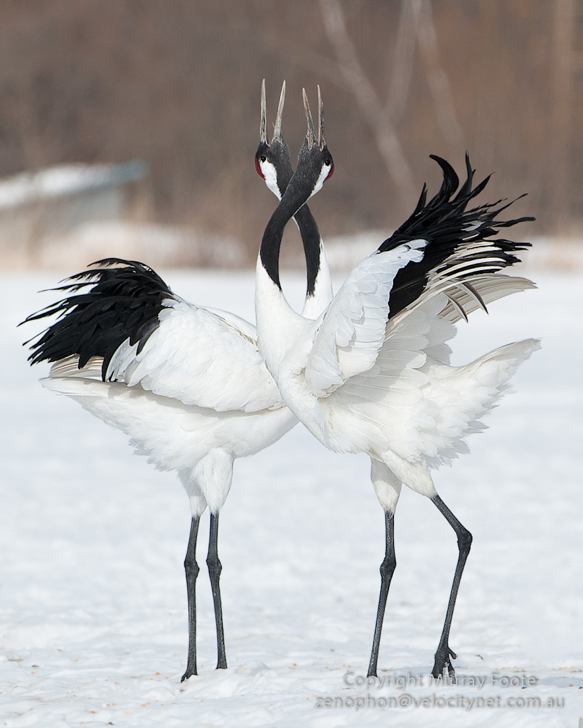 Red-Crowned Crane Wallpapers