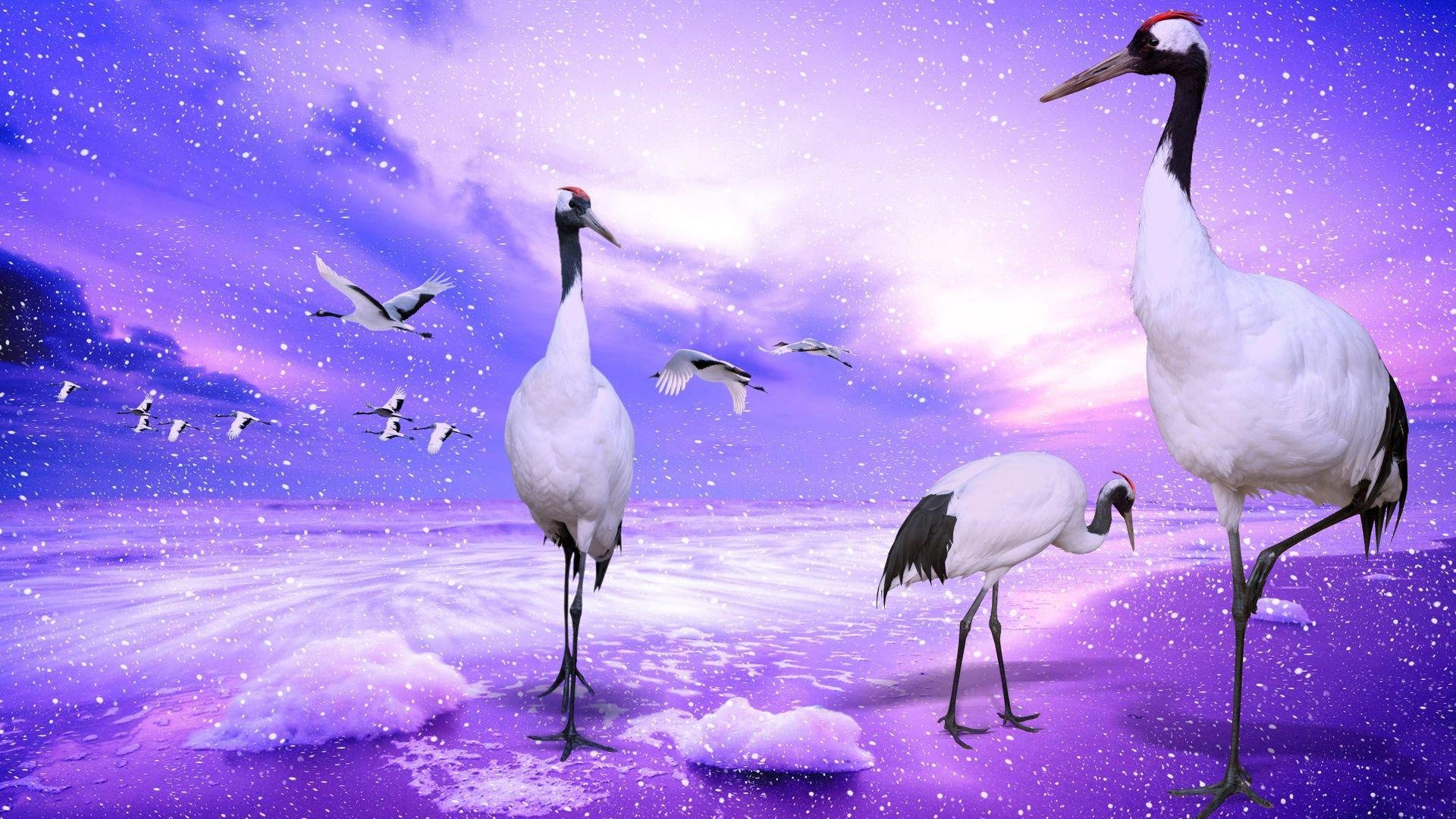 Red-Crowned Crane Wallpapers