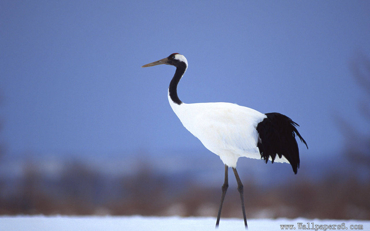 Red-Crowned Crane Wallpapers