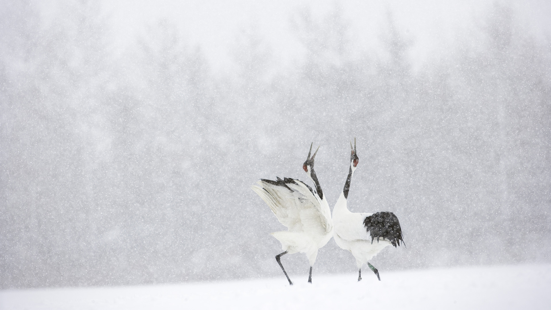 Red-Crowned Crane Wallpapers