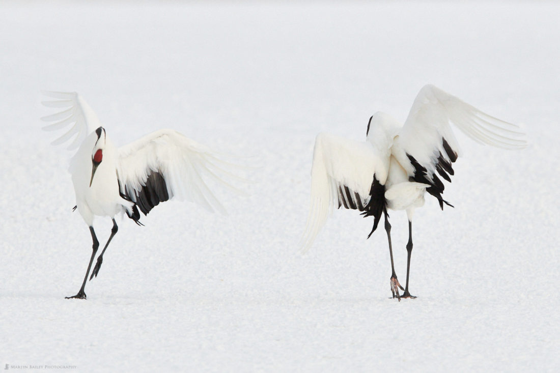 Red-Crowned Crane Wallpapers