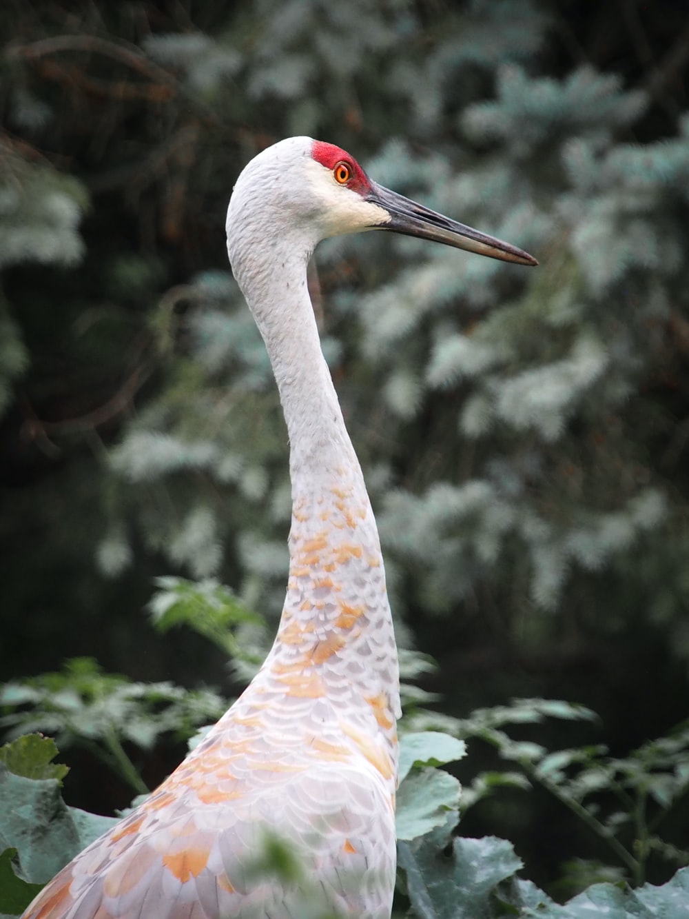 Red-Crowned Crane Wallpapers