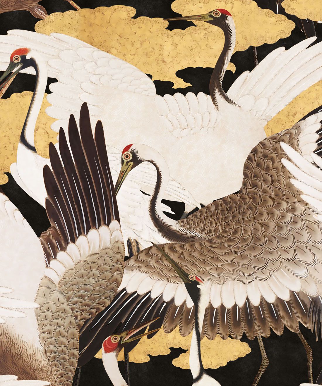 Red-Crowned Crane Wallpapers