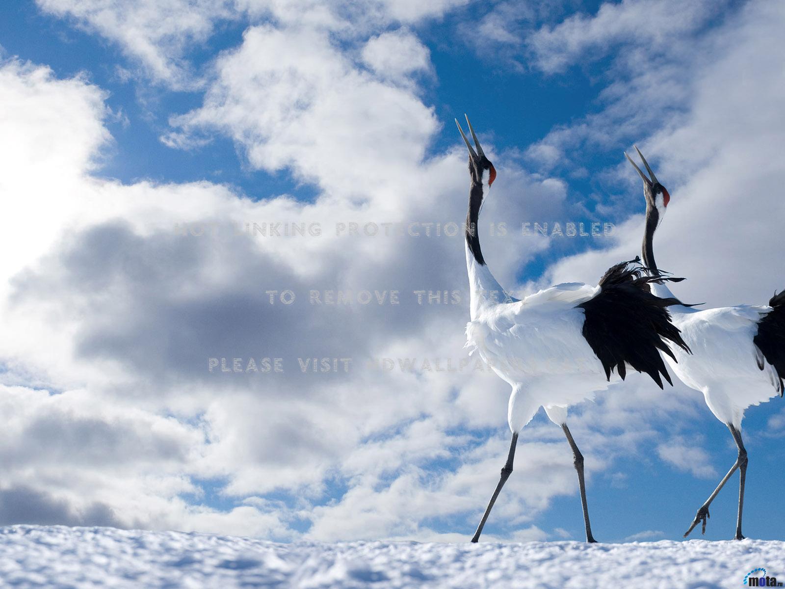 Red-Crowned Crane Wallpapers