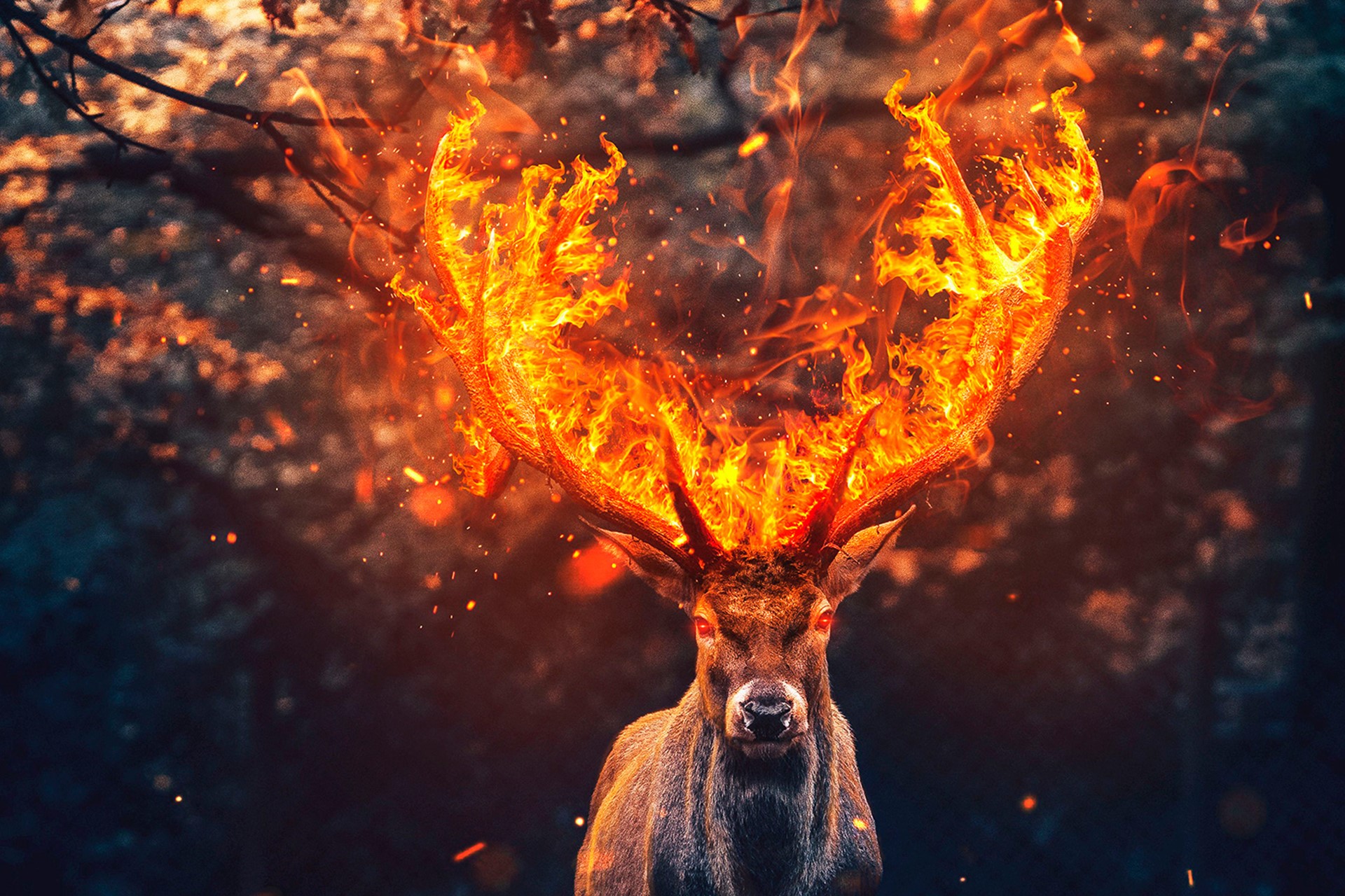 Red Deer Wallpapers