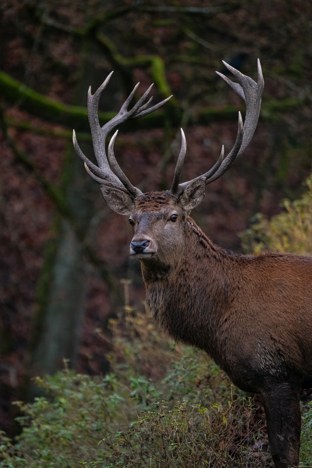 Red Deer Wallpapers