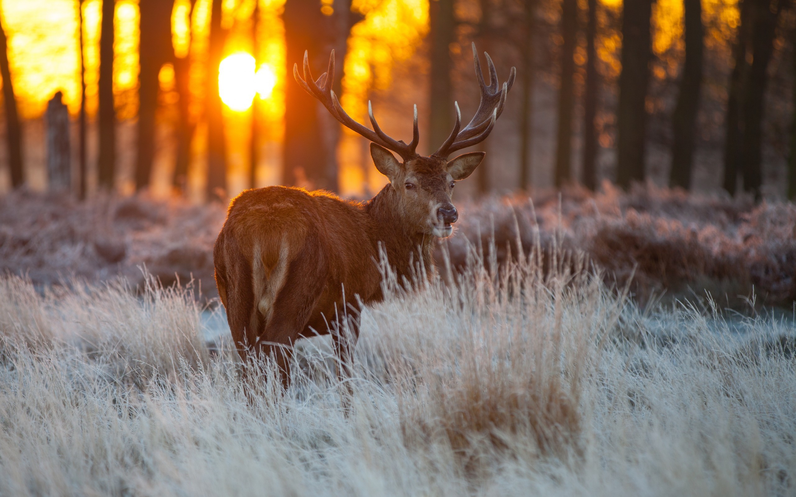 Red Deer Wallpapers