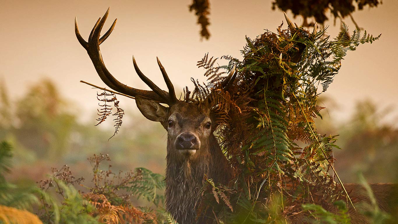 Red Deer Wallpapers