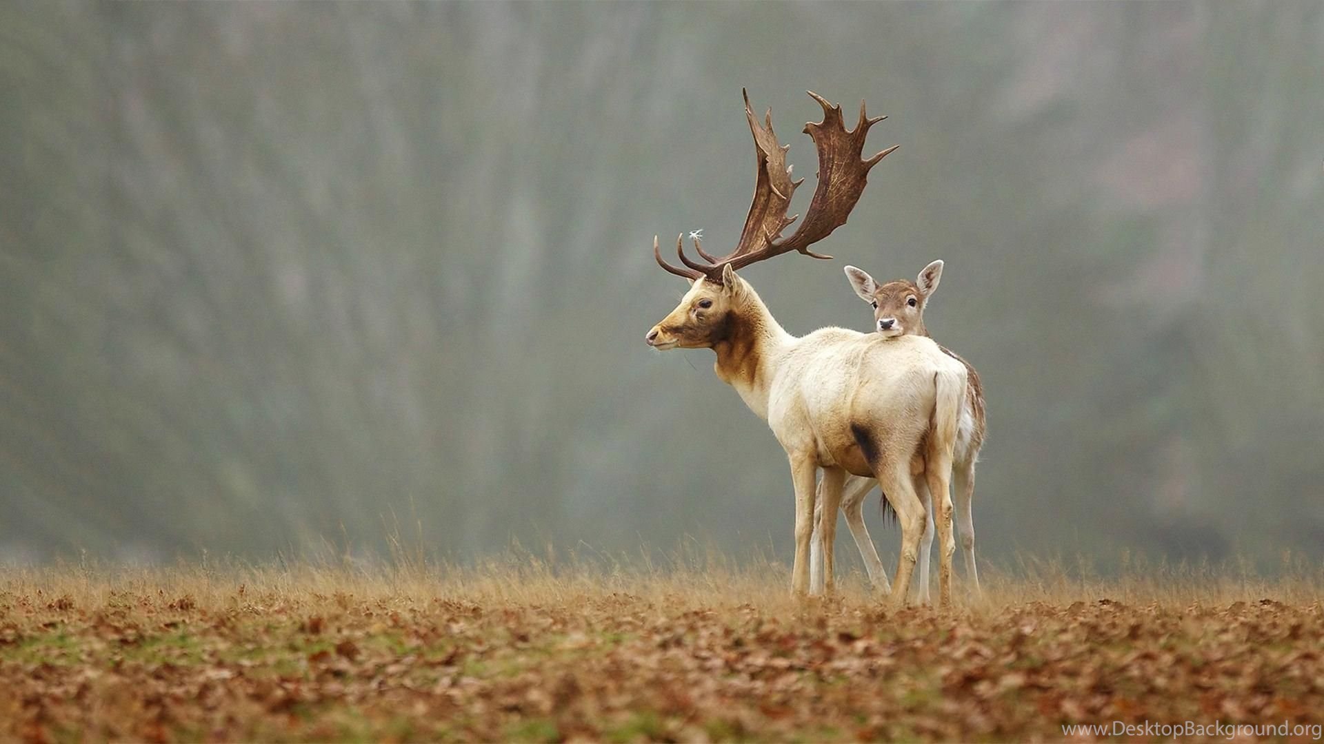 Red Deer Wallpapers