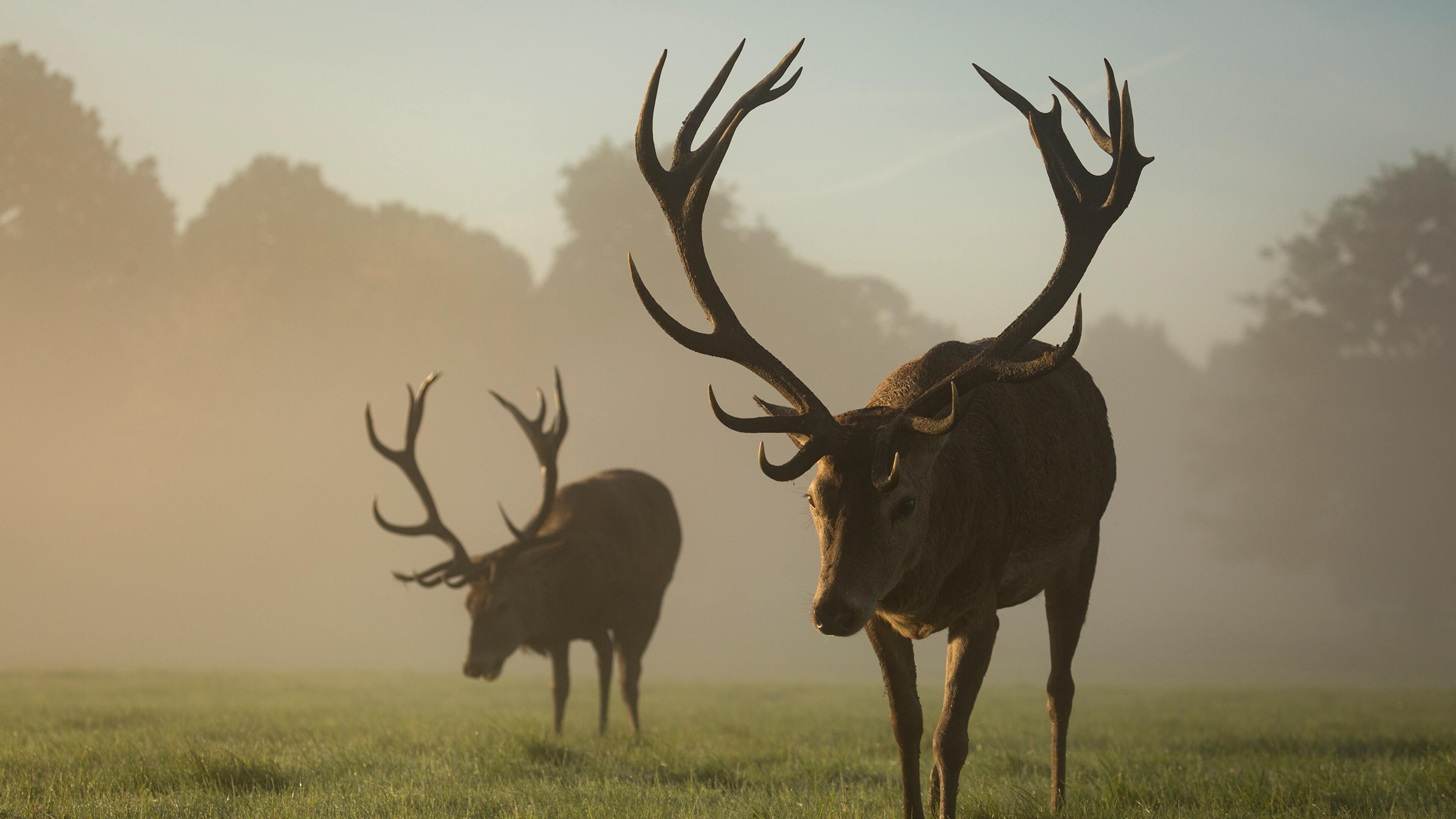 Red Deer Wallpapers