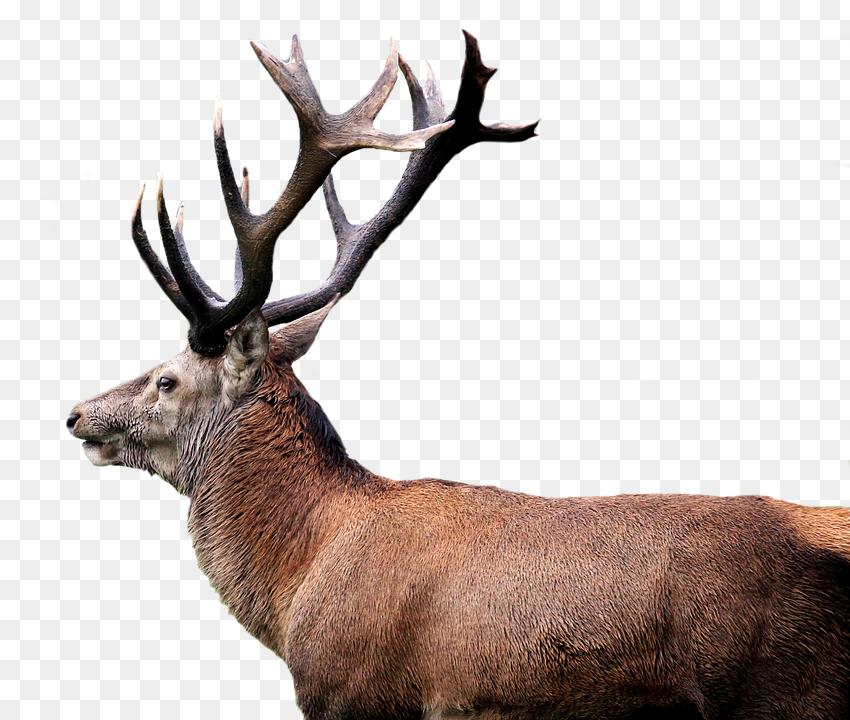 Red Deer Wallpapers