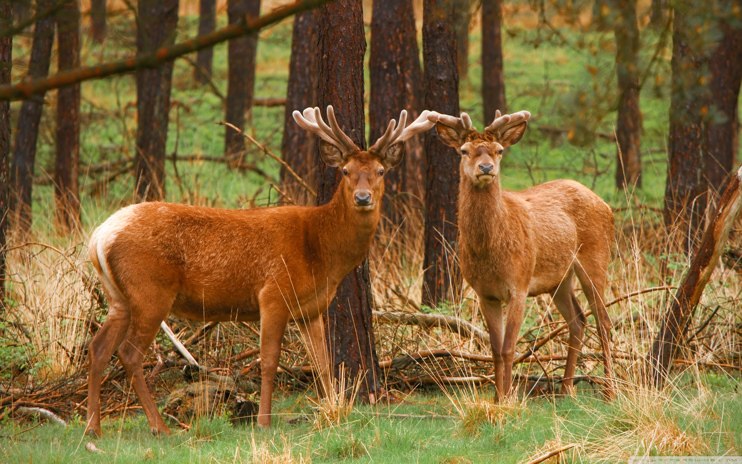 Red Deer Wallpapers