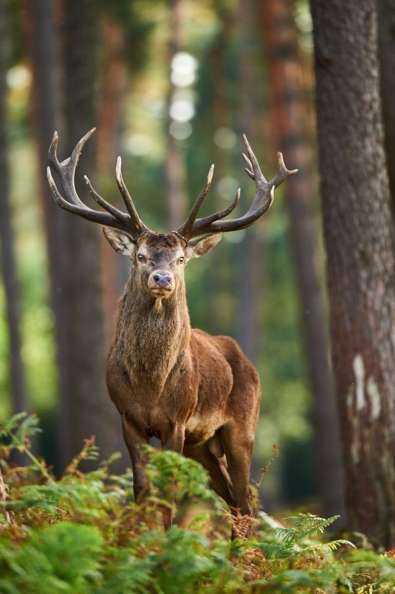 Red Deer Wallpapers