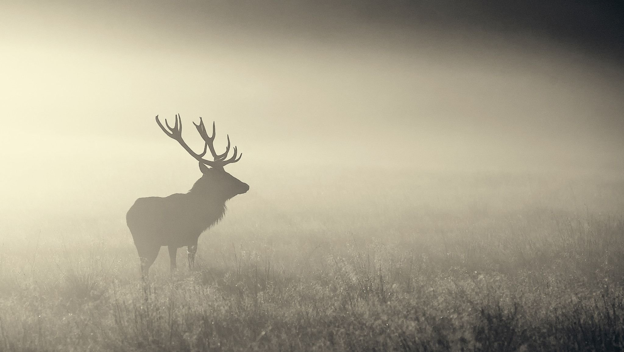 Red Deer Wallpapers