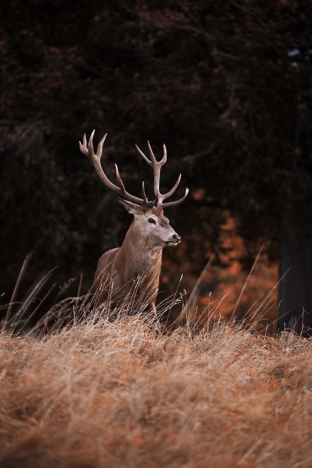 Red Deer Wallpapers