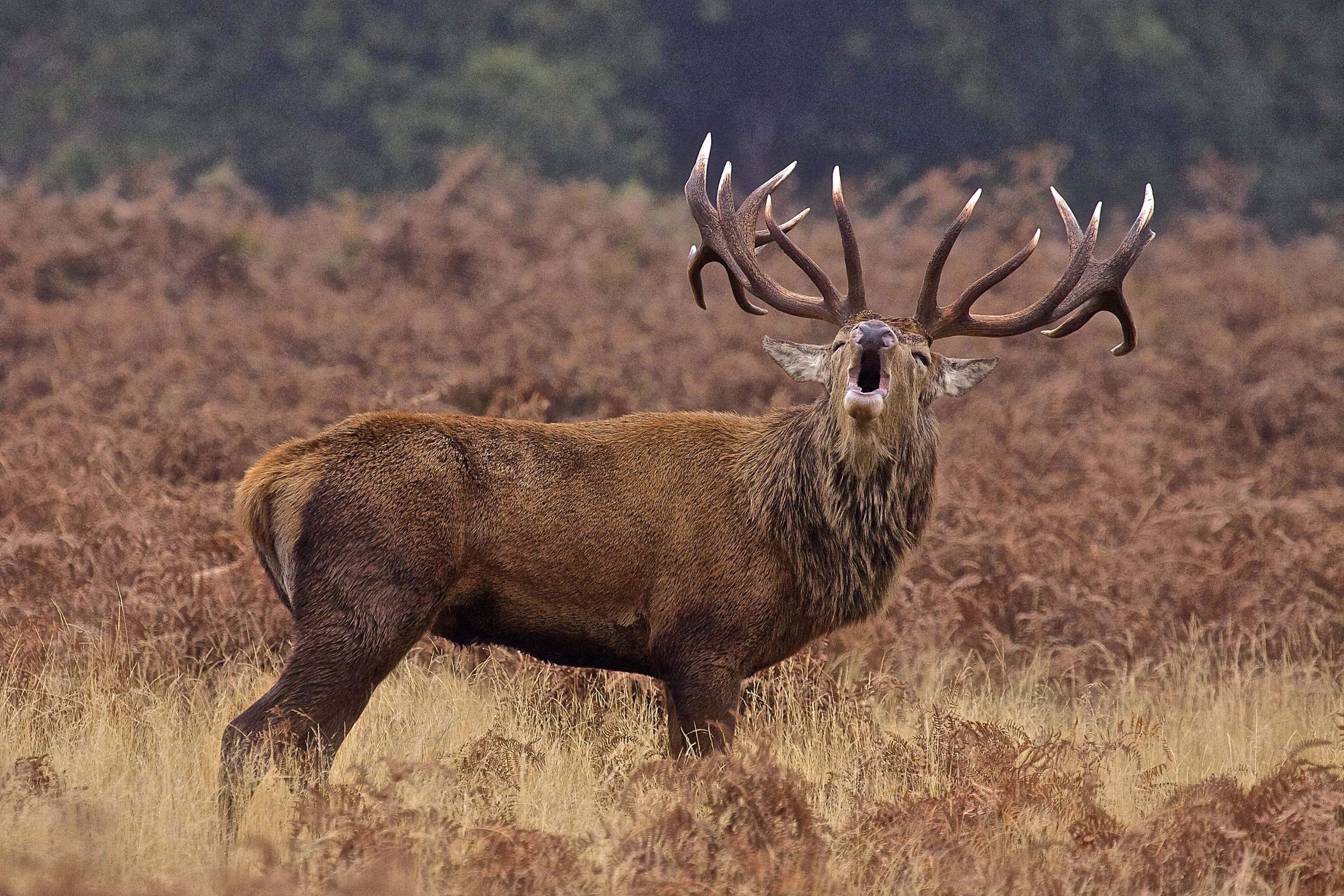 Red Deer Wallpapers