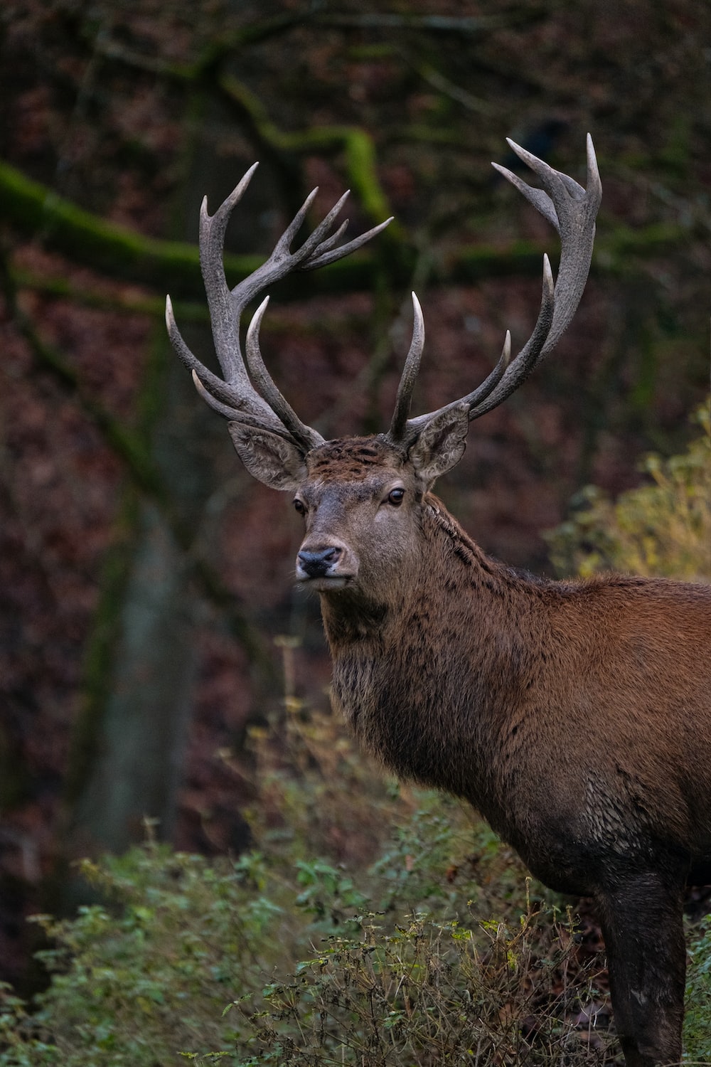 Red Deer Wallpapers