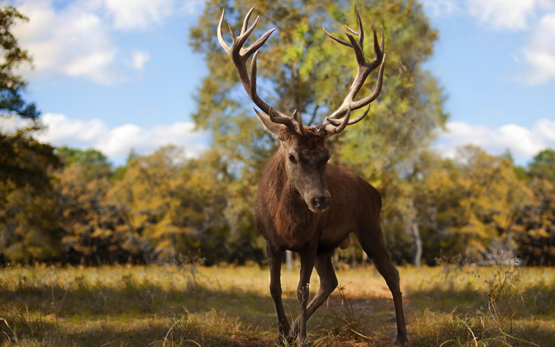 Red Deer Wallpapers