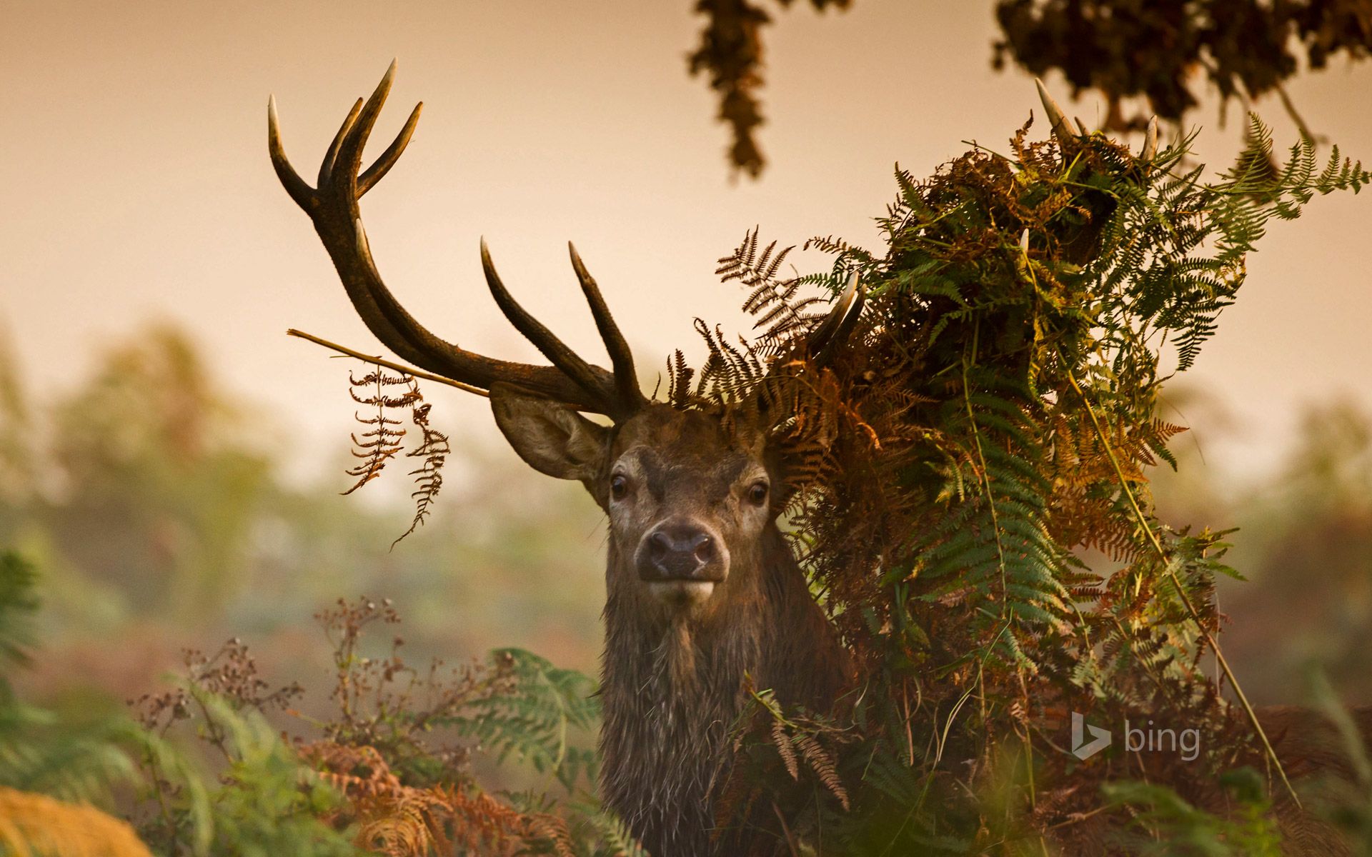 Red Deer Wallpapers