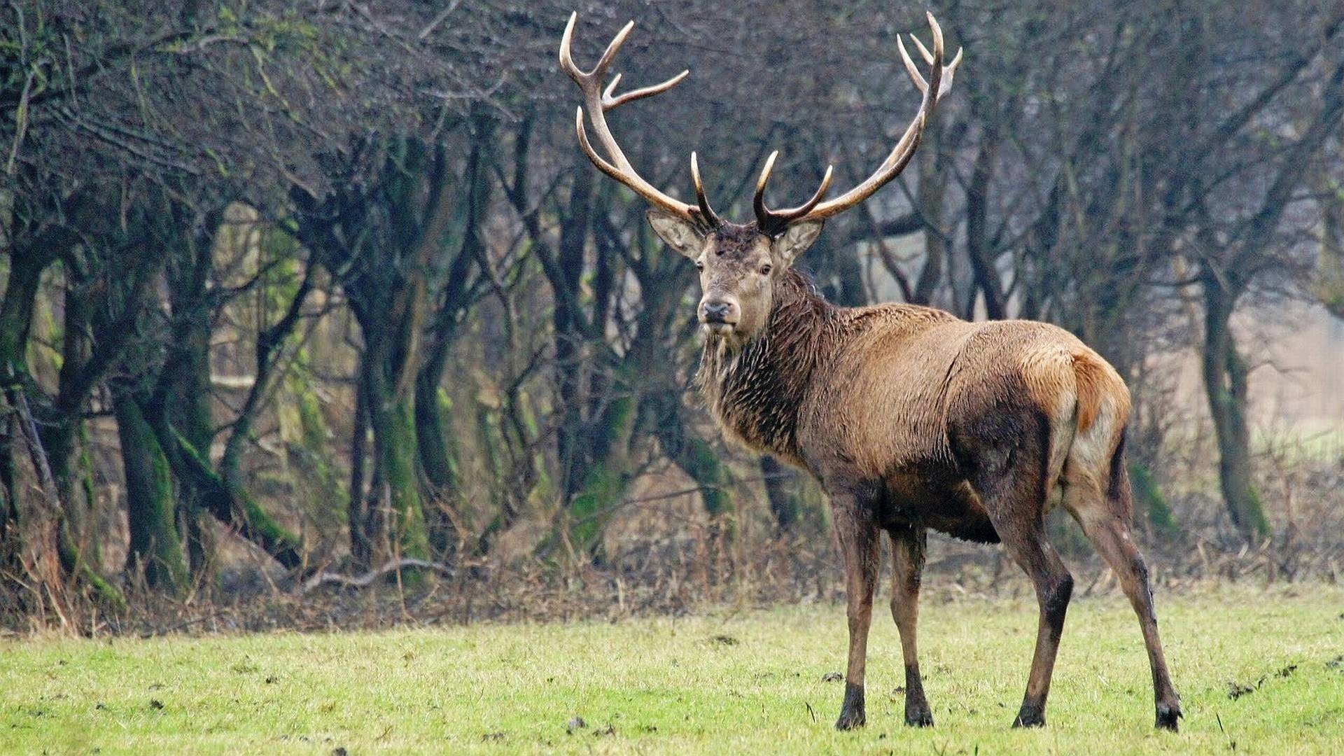 Red Deer Wallpapers