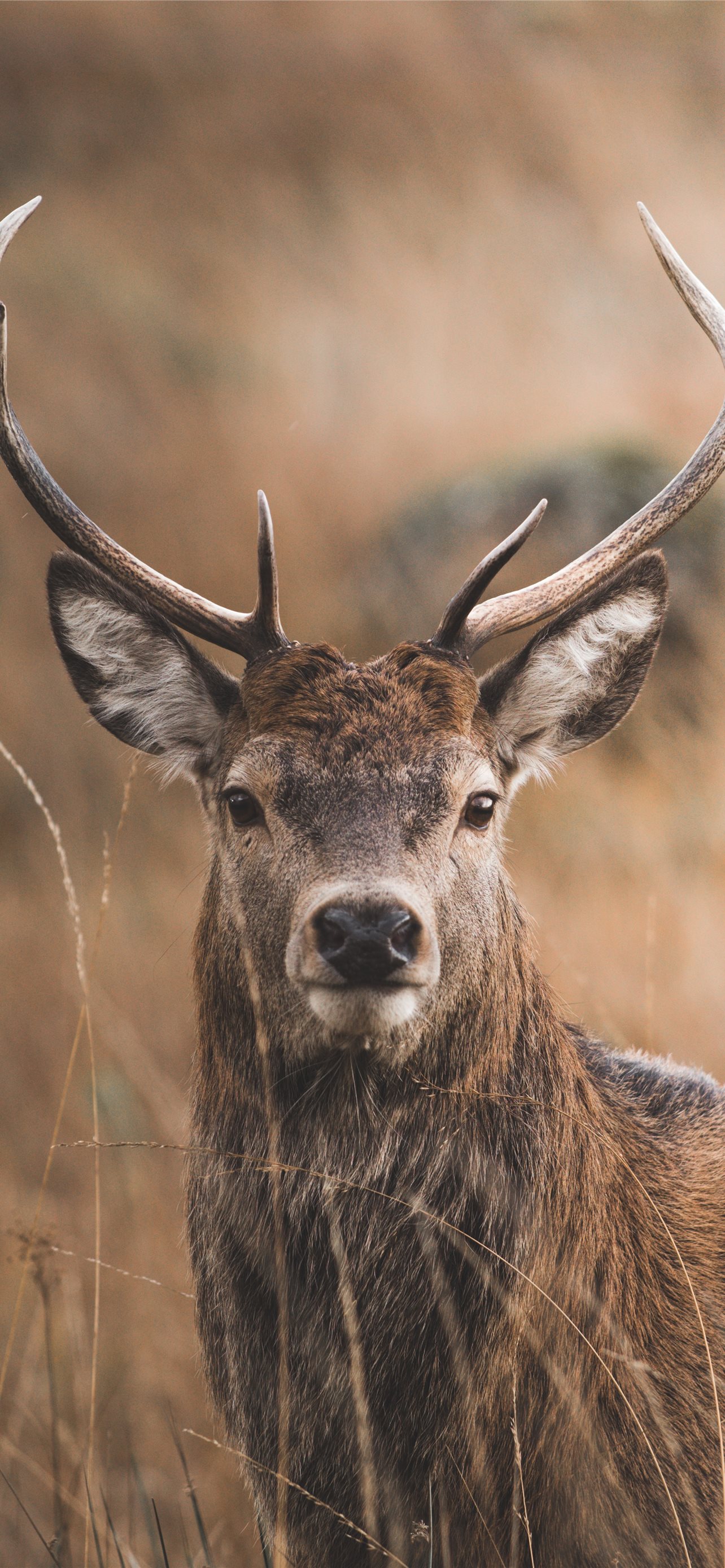 Red Deer Wallpapers