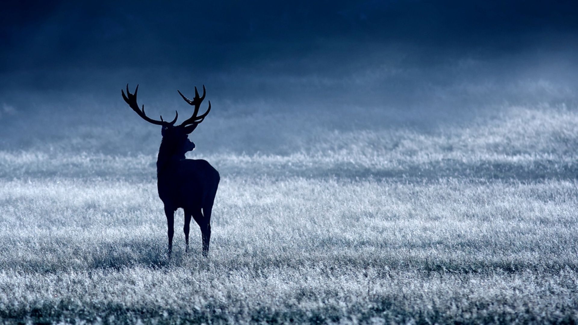 Red Deer Wallpapers