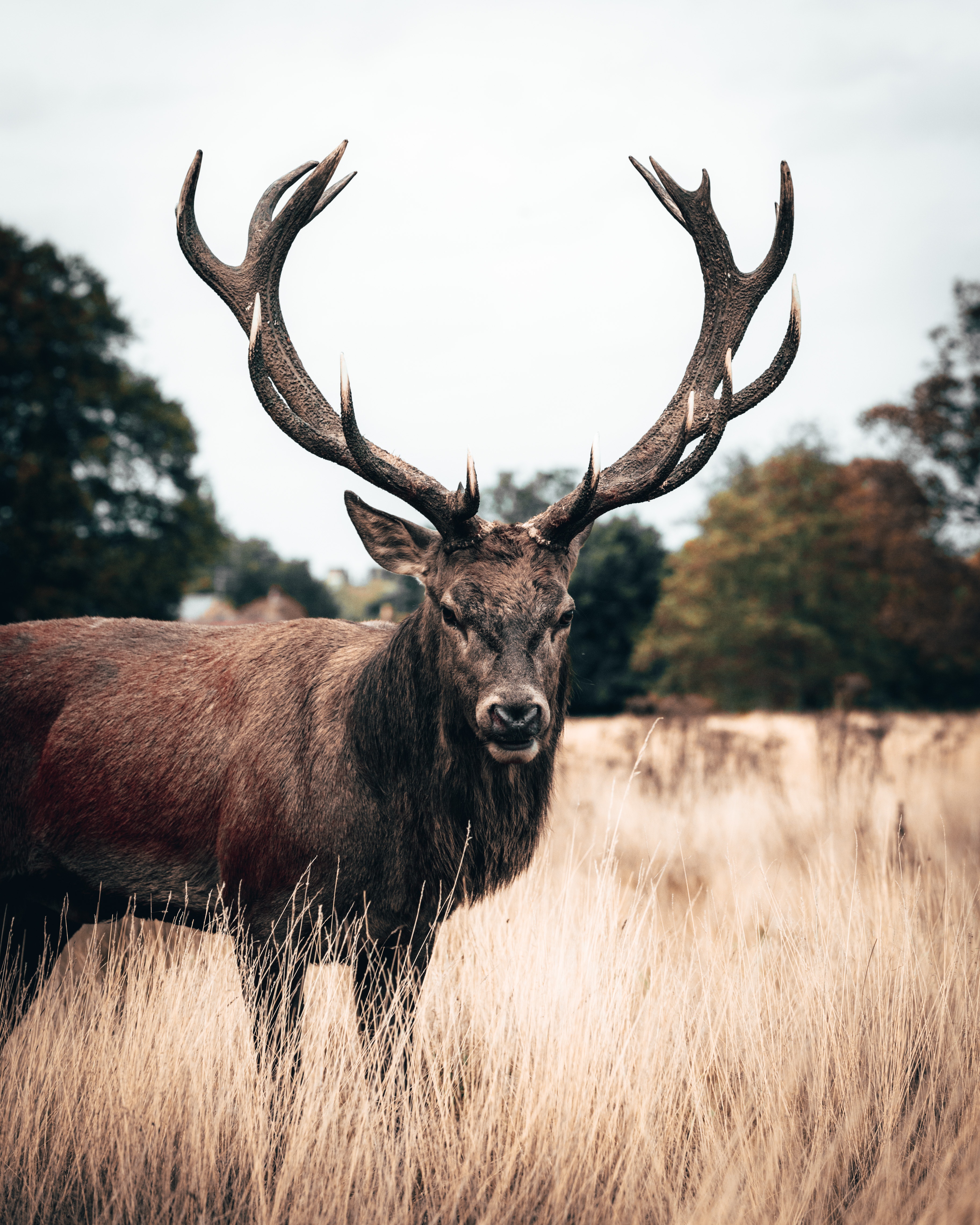 Red Deer Wallpapers