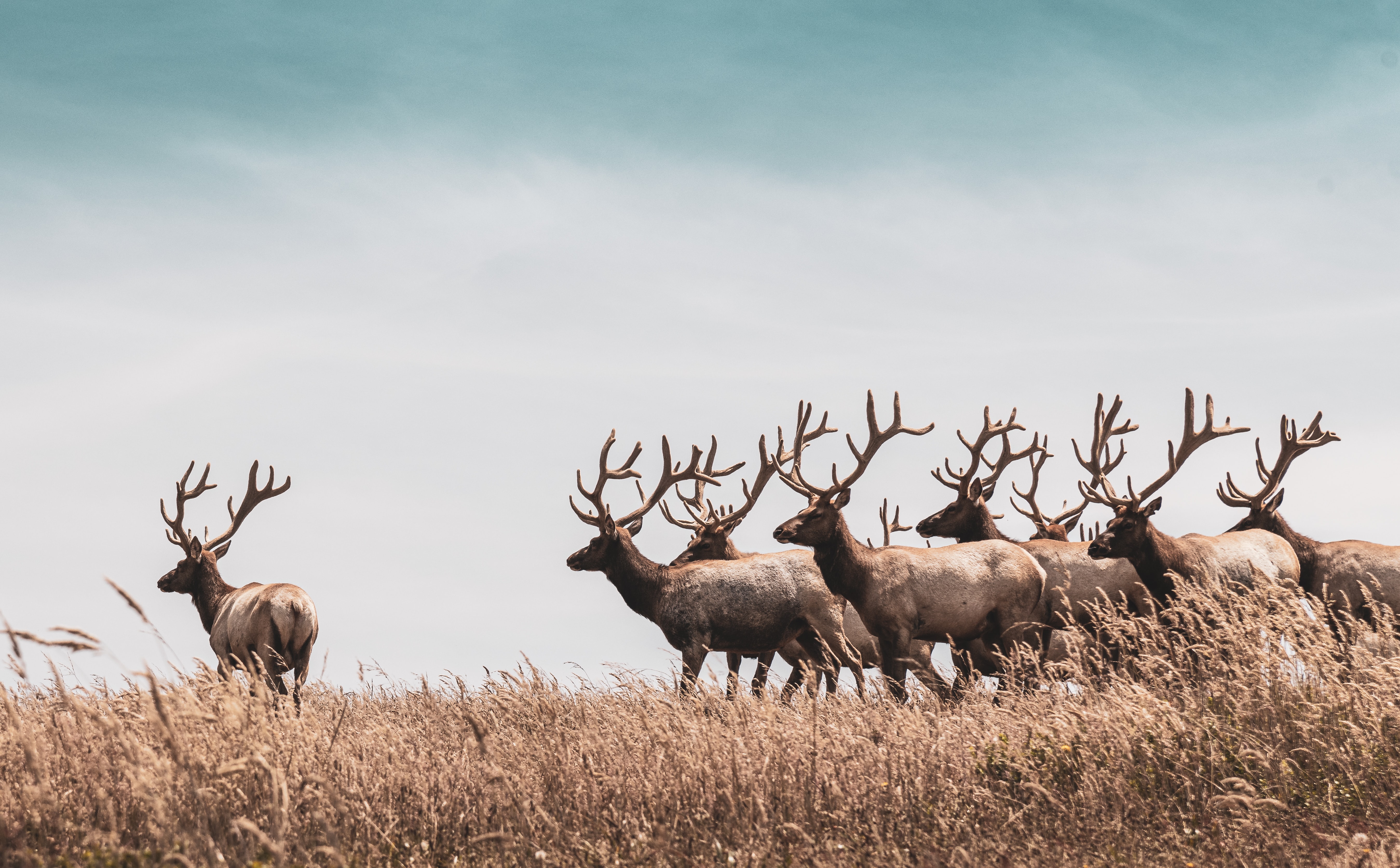 Red Deer Wallpapers