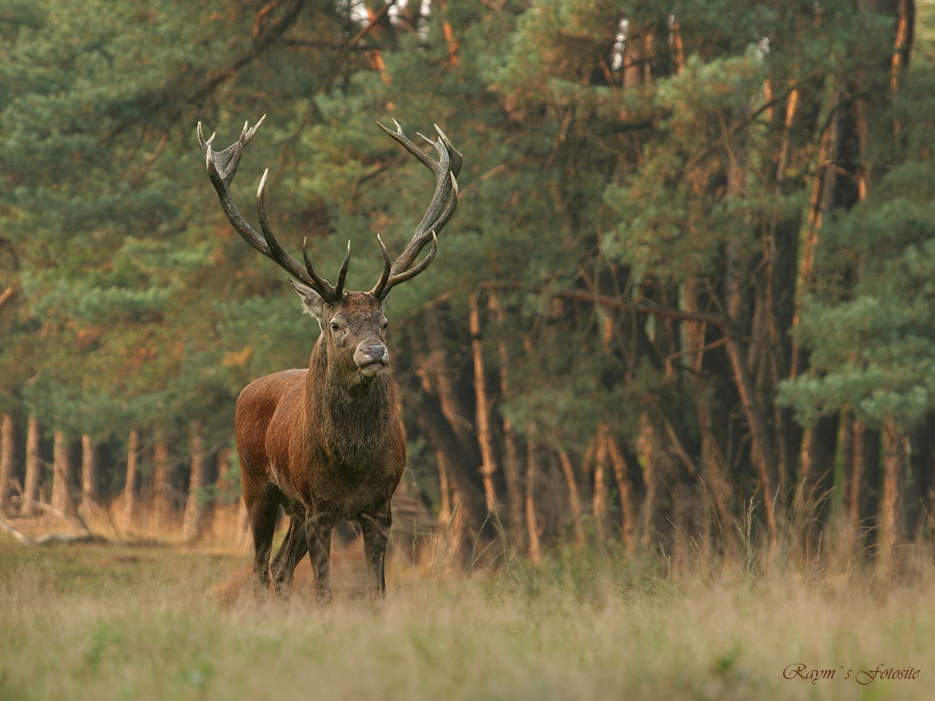 Red Deer Wallpapers