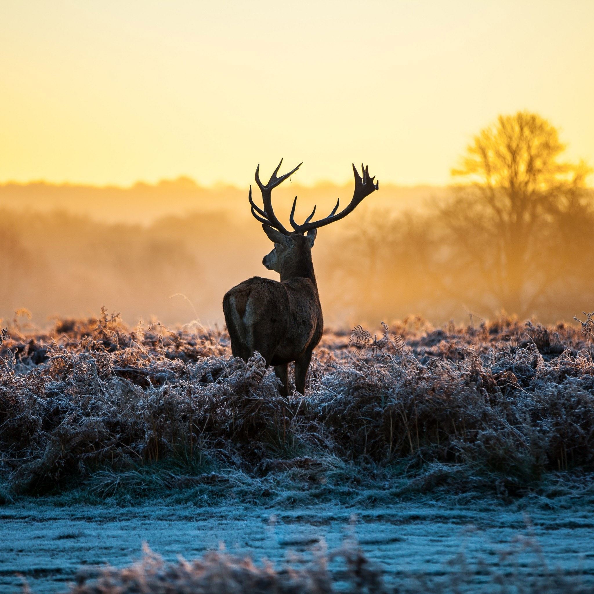 Red Deer Wallpapers