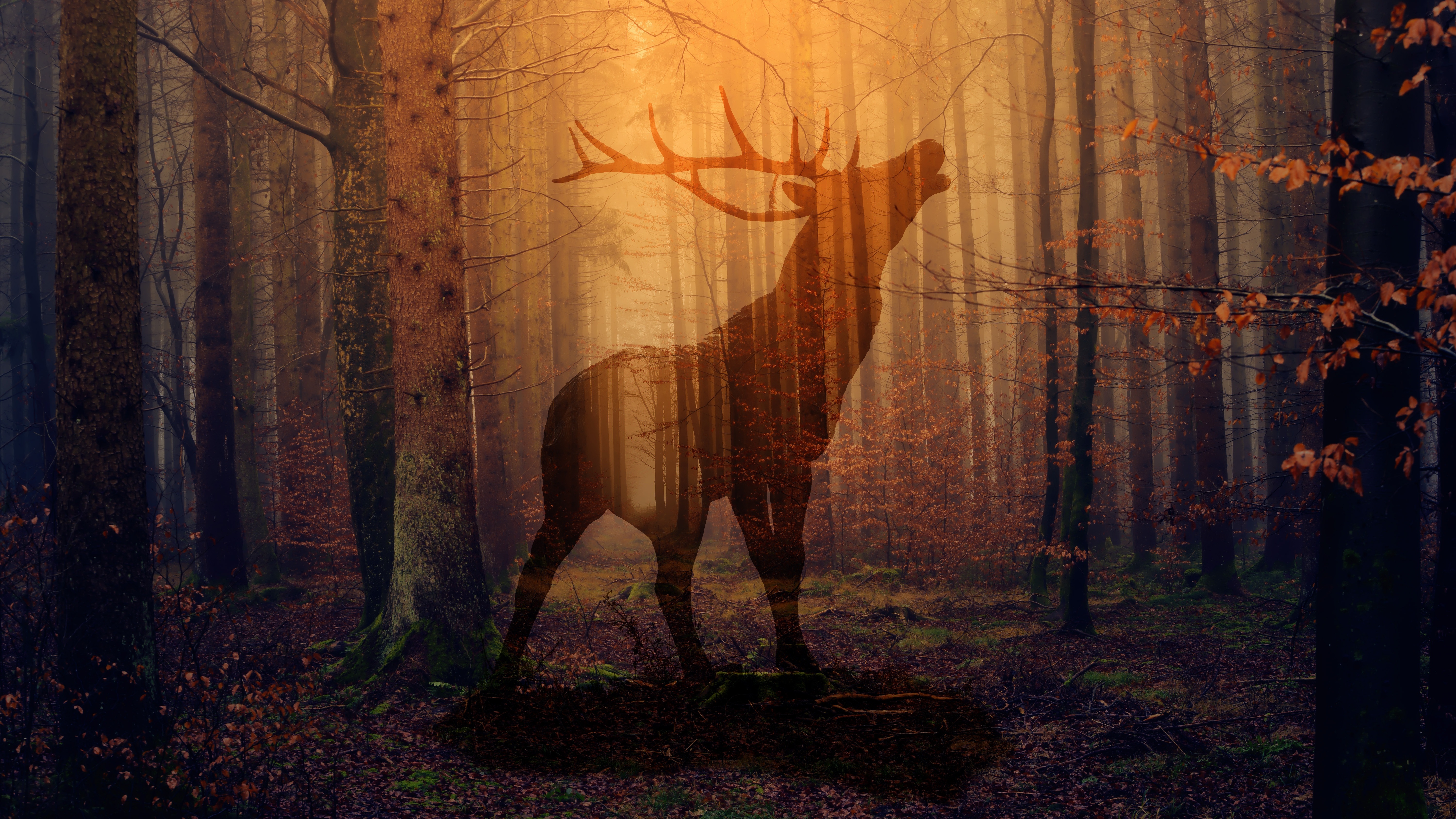 Red Deer Wallpapers