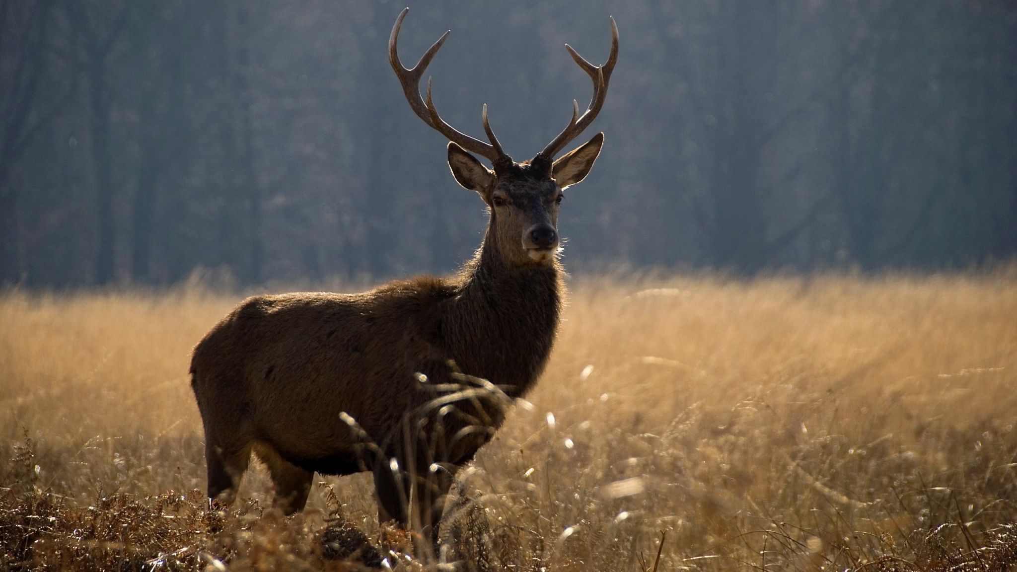 Red Deer Wallpapers