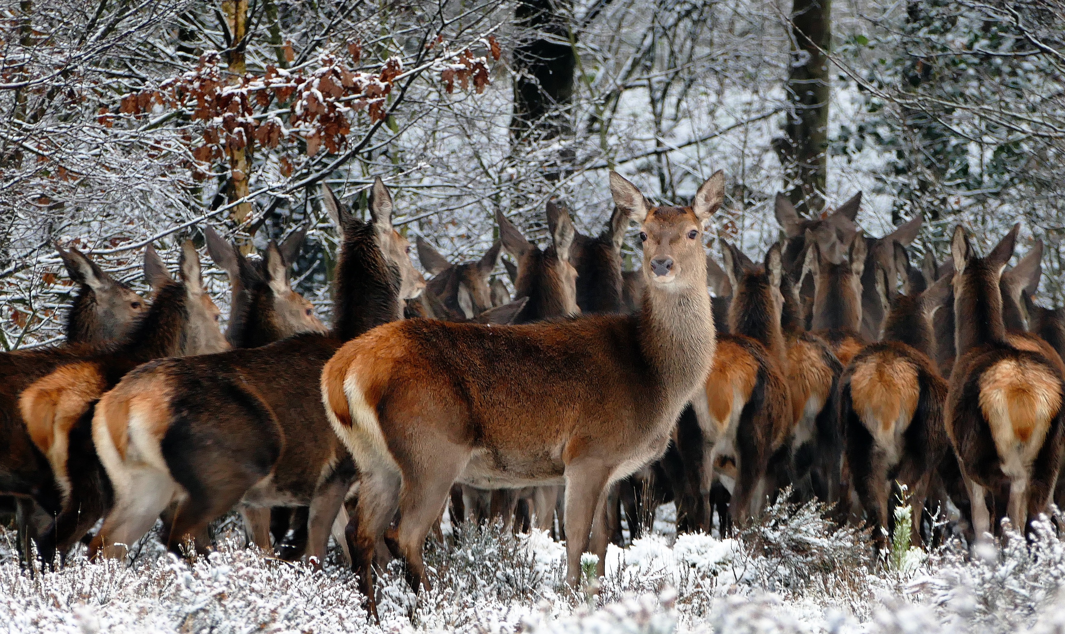 Red Deer Wallpapers