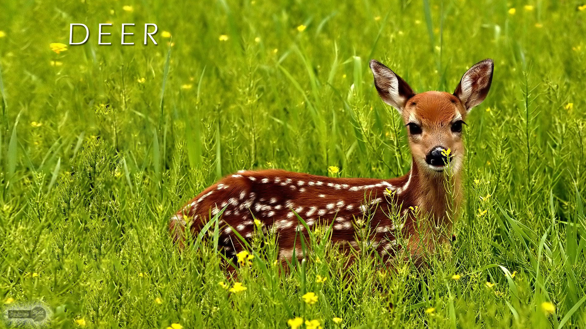 Red Deer Wallpapers