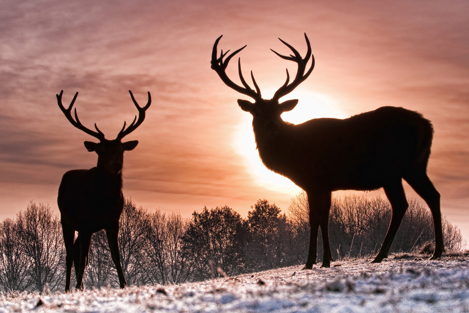 Red Deer Wallpapers