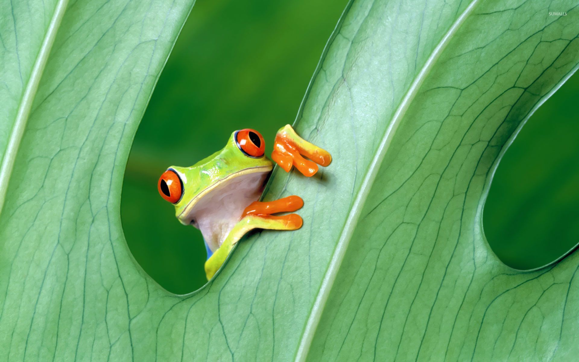 Red Eyed Tree Frog Wallpapers