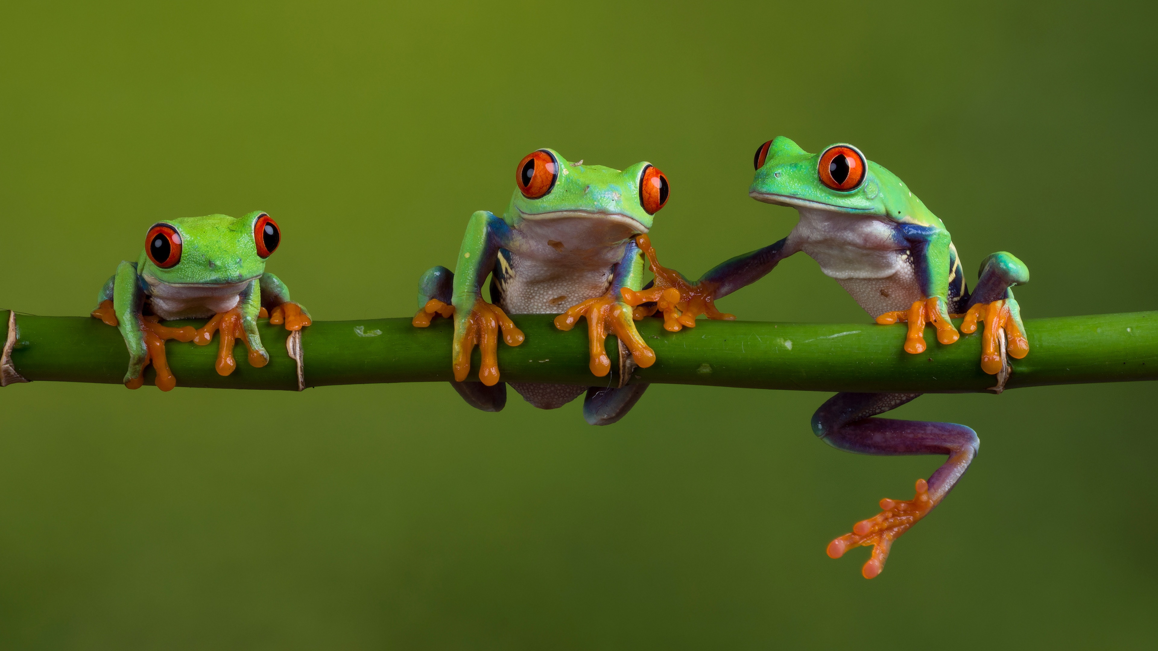 Red Eyed Tree Frog Wallpapers