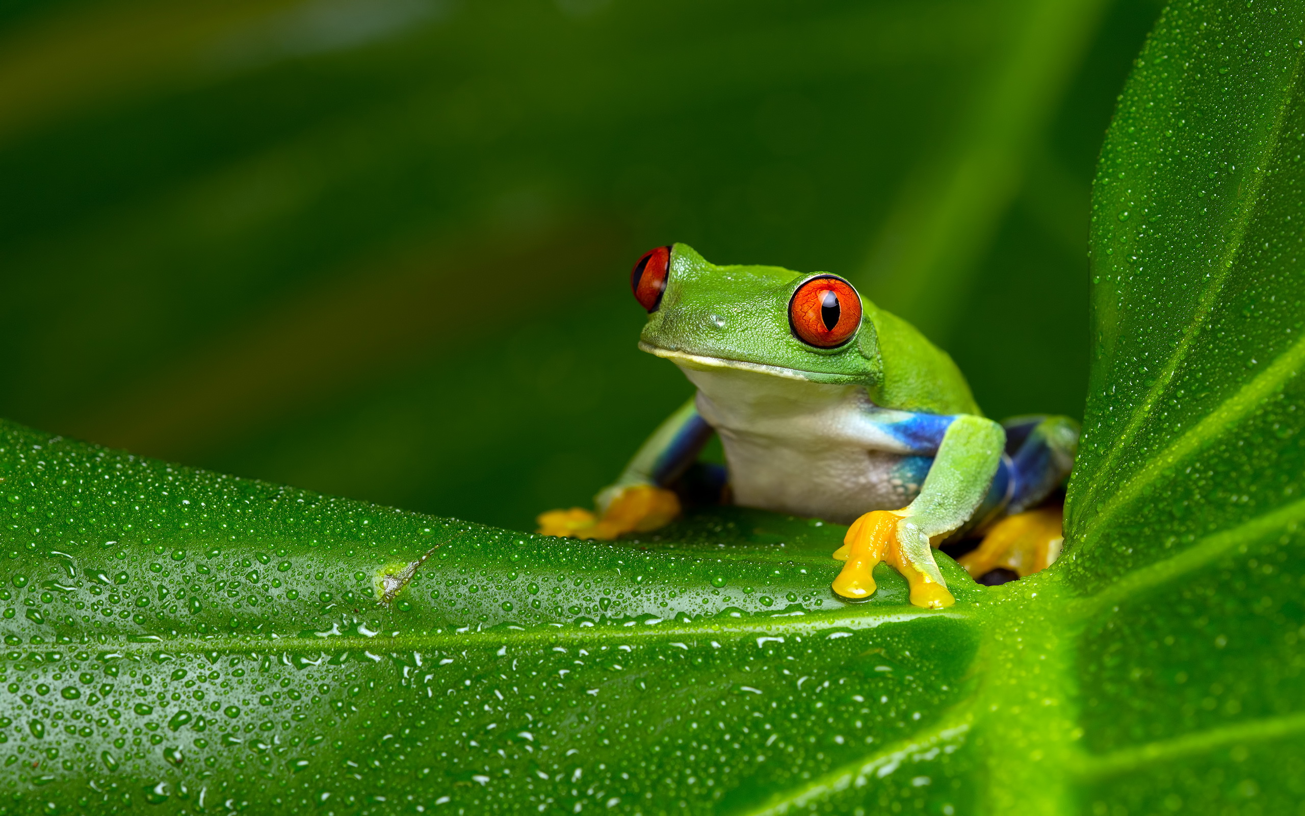 Red Eyed Tree Frog Wallpapers