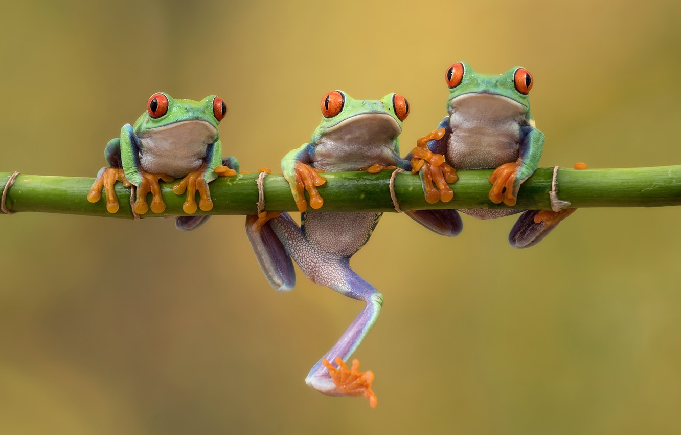 Red Eyed Tree Frog Wallpapers