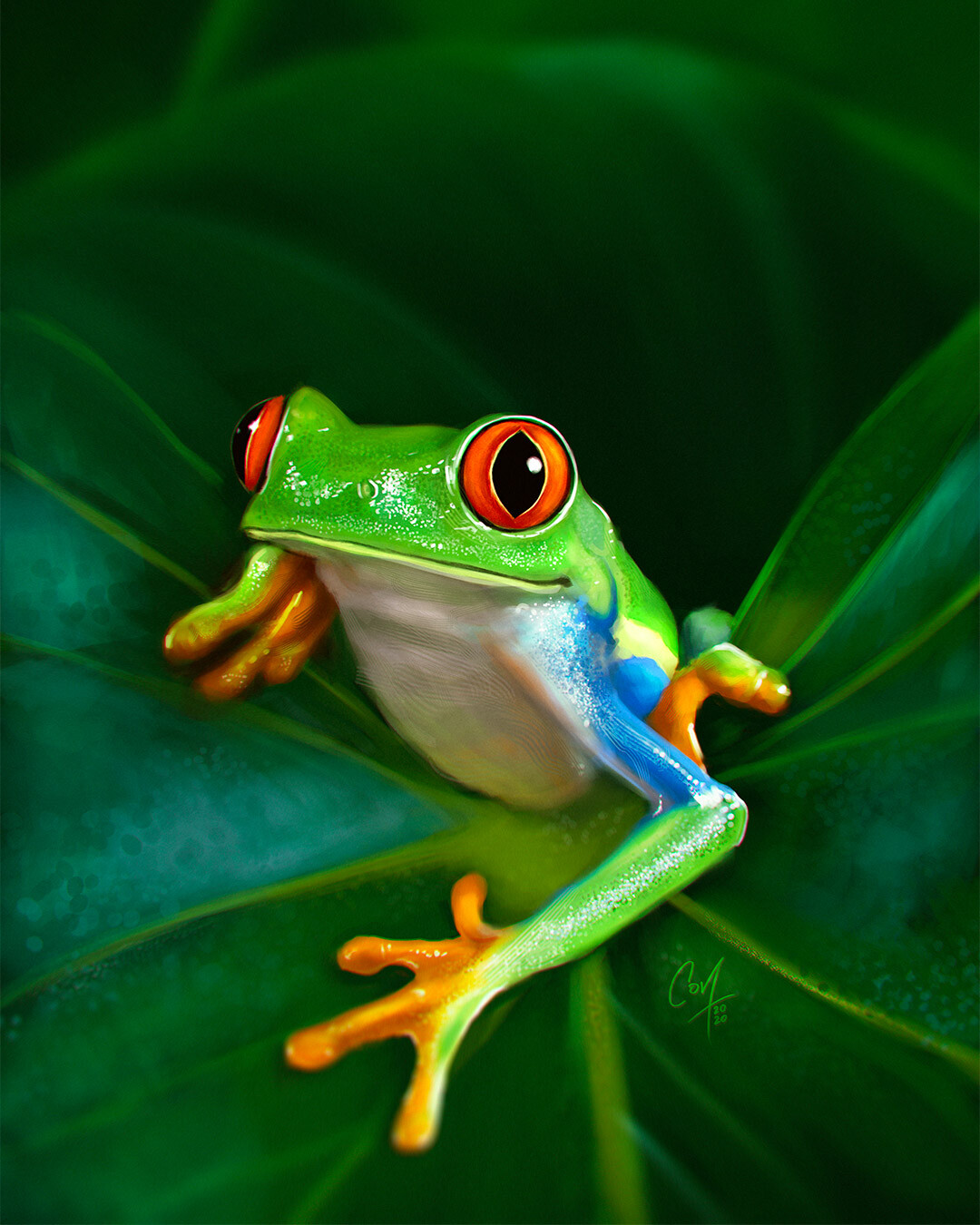 Red Eyed Tree Frog Wallpapers